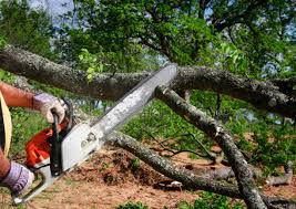 How Our Tree Care Process Works  in  Gregory, SD
