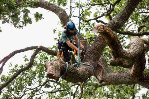 Trusted Gregory, SD Tree Care Experts